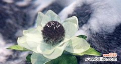 探寻雪莲花的美丽寓意与象征 雪莲花的花语与寓意