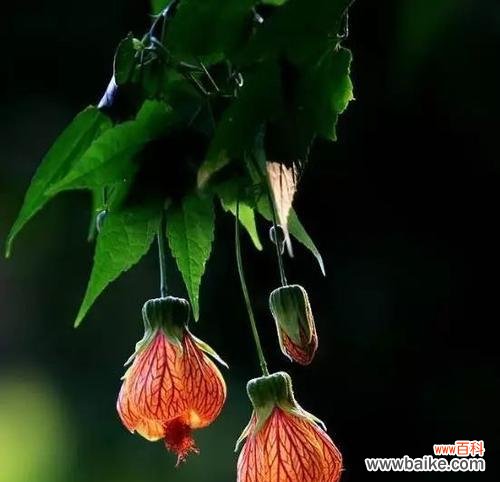 揭开悬铃花的秘密 悬铃花花语——幸福与希望