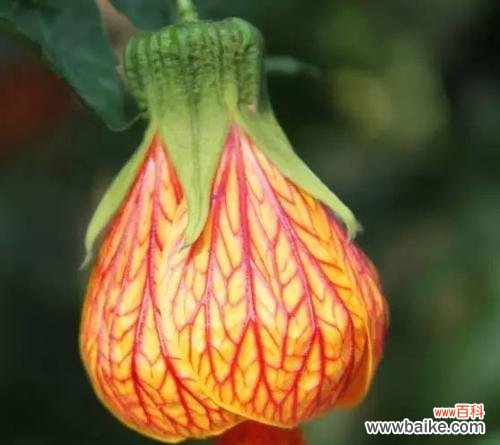 揭开悬铃花的秘密 悬铃花花语——幸福与希望