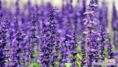 薰衣草花语解读及应用领域 薰衣草的象征意义及其美好寓意