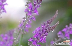 追寻宁静与优雅的代表——薰衣草 薰衣草的花语与象征