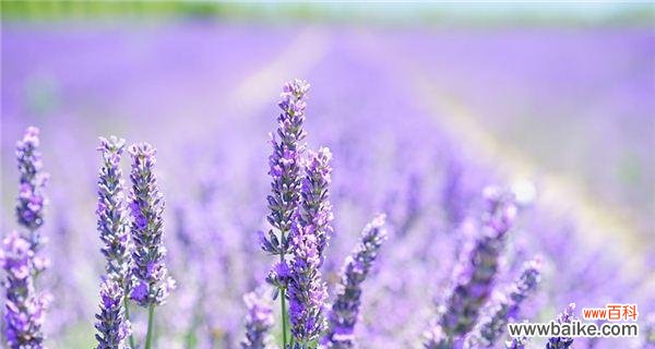 解析熏衣草的象征意义 熏衣草的花语及其含义
