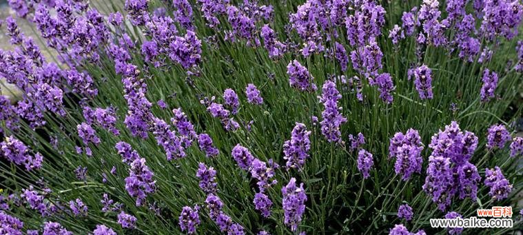 解析熏衣草的象征意义 熏衣草的花语及其含义