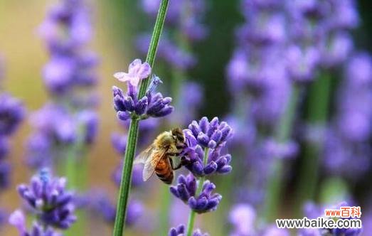 解析熏衣草的象征意义 熏衣草的花语及其含义