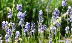 熏衣草的神秘魅力与心灵疗愈效果 熏衣草的寓意与象征
