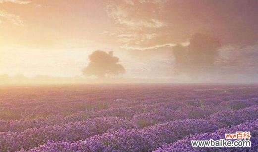 悠闲自在安宁心境清新芳香 熏衣草的花语——静谧与宁静的象征