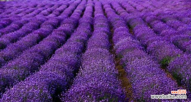 探索薰衣草的内涵与意义 薰衣草的寓意和象征
