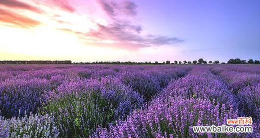 传递爱与宁静的紫色奇迹 薰衣草的花语及其意义