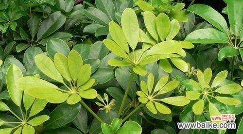 探寻鸭掌木的寓意和象征 以鸭掌木的寓意和象征