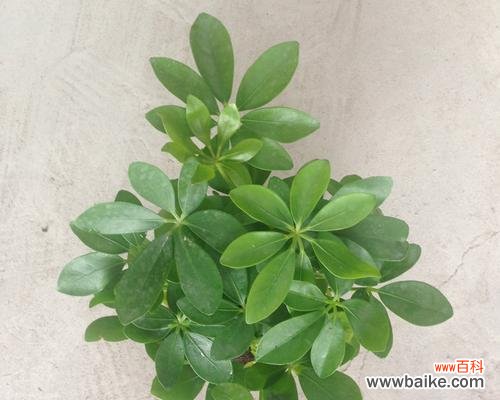 探寻鸭掌木的寓意和象征 以鸭掌木的寓意和象征