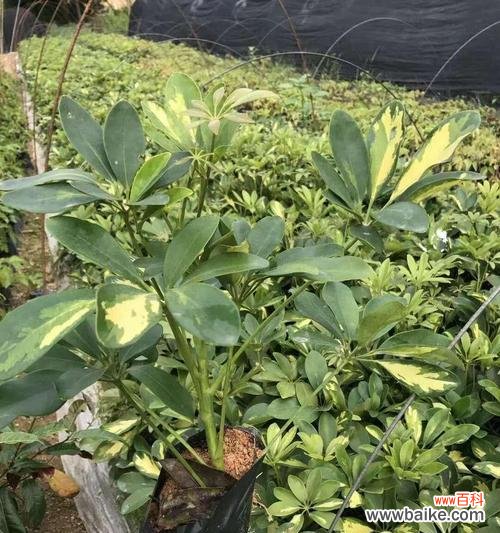 探索鸭脚木的寓意与养护之道 鸭脚木——生命力的象征