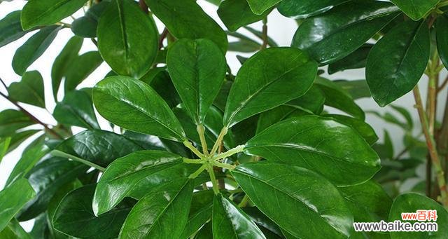 探索鸭脚木的寓意与养护之道 鸭脚木——生命力的象征