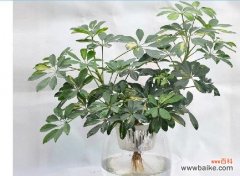 探索鸭脚木的奇妙寓意与生命力 鸭脚木