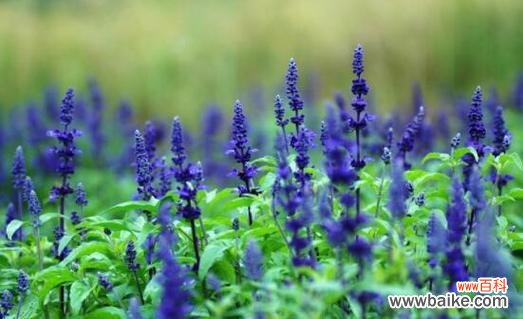 用薰衣草传递心意 薰衣草花语大全及寓意