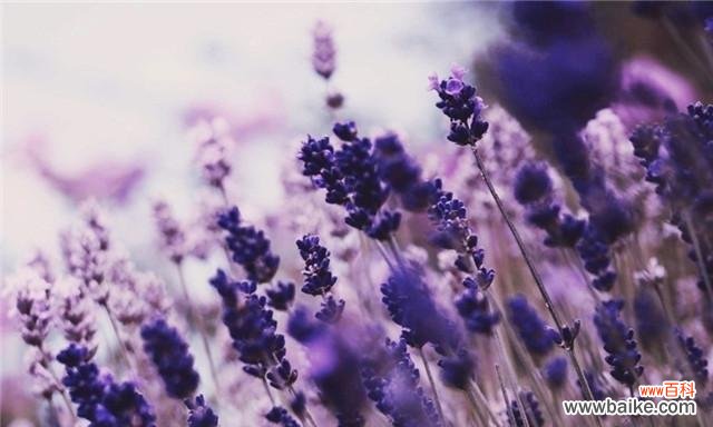 用薰衣草传递心意 薰衣草花语大全及寓意