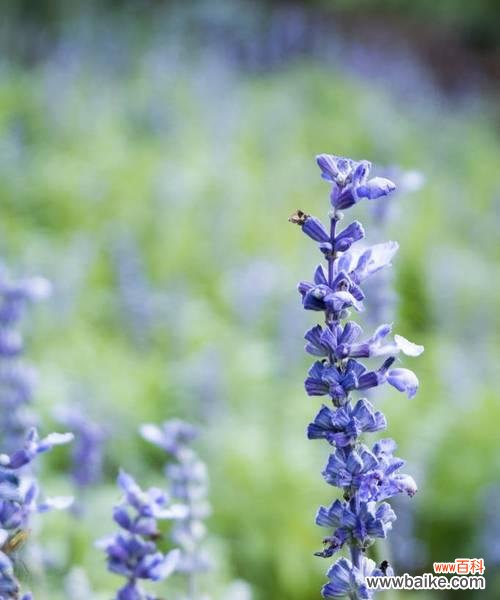 薰衣草的美丽与意义 薰衣草