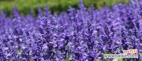 薰衣草的美丽与意义 薰衣草