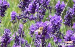薰衣草的美丽与意义 薰衣草