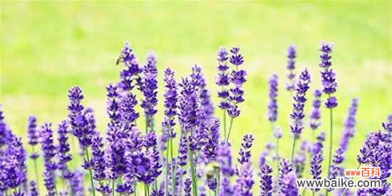 探索薰衣草给予我们的精神力量 薰衣草的花语和意义