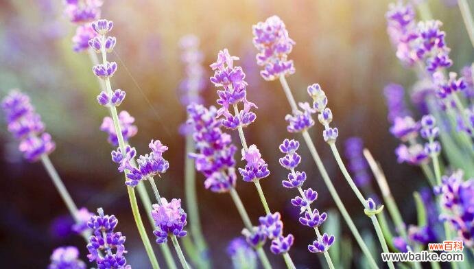 探寻薰衣草所蕴含的美好寓意 薰衣草花语的意义及传承