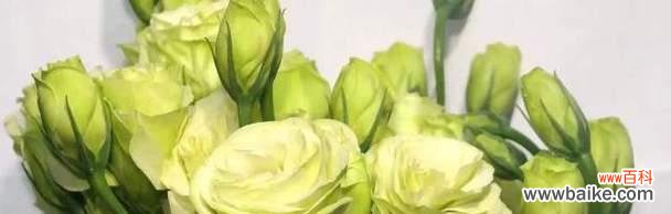 探索洋桔梗的花语 洋桔梗花语与寓意