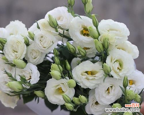 探索洋桔梗的花语 洋桔梗花语与寓意