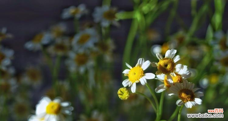 了解洋甘菊的花语 洋甘菊花语的深意