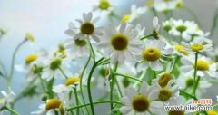 了解洋甘菊的花语 洋甘菊花语的深意