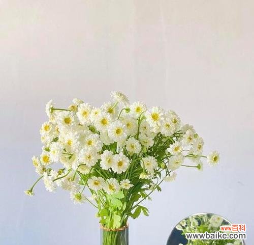 解读洋甘菊的花语 洋甘菊花语与寓意