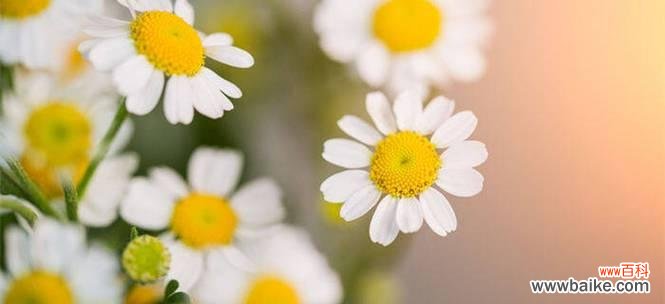 解读洋甘菊的花语 洋甘菊花语与寓意