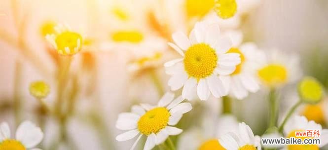 解读洋甘菊的花语 洋甘菊花语与寓意