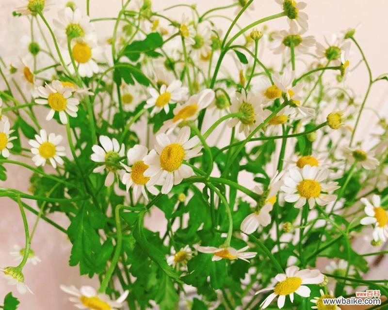 揭示洋甘菊的美丽与意义 洋甘菊的花语