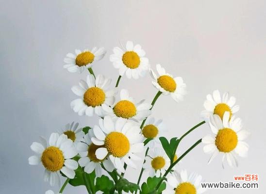 揭示洋甘菊的美丽与意义 洋甘菊的花语