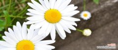揭示洋甘菊的美丽与意义 洋甘菊的花语