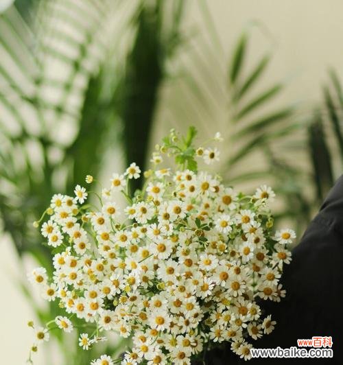 探索洋甘菊的情感象征与文化意义 洋甘菊的花语与寓意