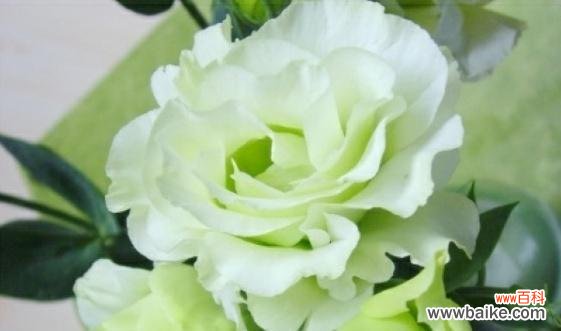 洋桔梗花的神秘传说和美丽寓意 洋桔梗花花语及其意义