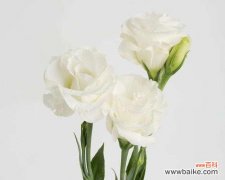 洋桔梗花语的意义及传承 洋桔梗花语