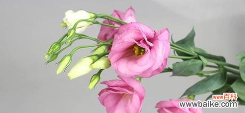 洋桔梗花语的意义及传承 洋桔梗花语