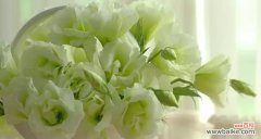 揭秘洋桔梗花的神秘花语 洋桔梗花语与寓意