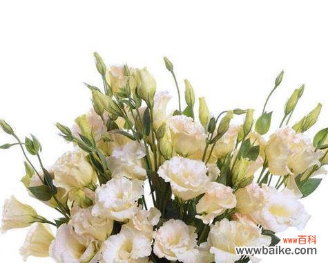 揭秘洋桔梗花的神秘花语 洋桔梗花语与寓意