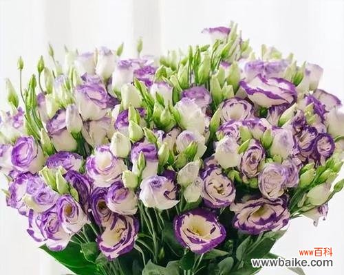 探究洋桔梗的花语及其象征意义 洋桔梗花语的寓意是什么