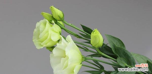 探究洋桔梗的花语及其象征意义 洋桔梗花语的寓意是什么