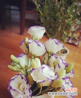 洋桔梗的美丽花语与寓意解读 洋桔梗花语与寓意