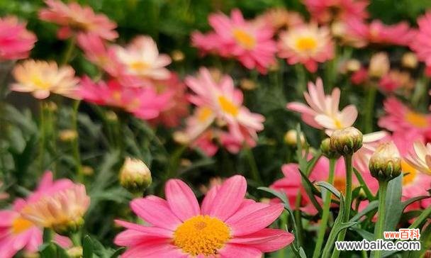 解读野菊花的花语 野菊花的花语及其意义解析