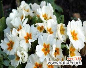 以夜来香花的诗情画意 以夜来香花语之美——追寻花的语言