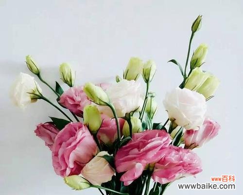 探寻洋桔梗的花语之美 洋桔梗花语的寓意及象征意义解析