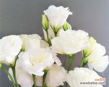 探寻洋桔梗的花语之美 洋桔梗花语的寓意及象征意义解析