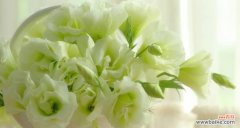 洋桔梗花语的美好寓意和象征意义 洋桔梗花语之含义解读