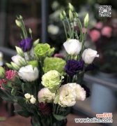 探寻洋桔梗花语的历史渊源与文化含义 洋桔梗花语的意义与传承