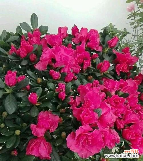 以养杜鹃花 培育杜鹃花,寓意与生活的美丽共舞